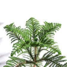 Indian Christmas tree